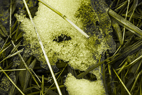 Half Melted Ice Face Smirking Among Reed Grass (Yellow Tone)