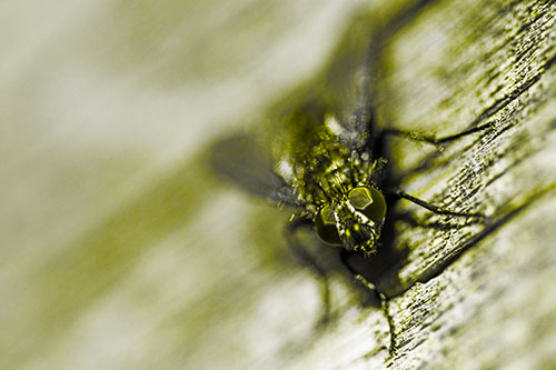 Happy Cluster Fly Enjoys Getting Suntan Among Cracked Wood (Yellow Tone)