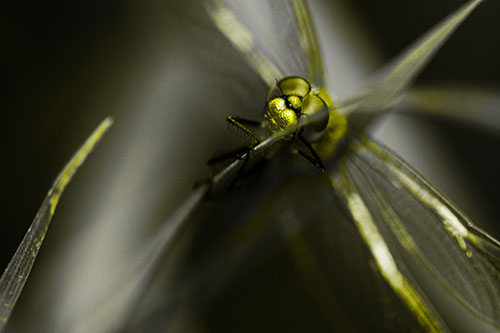 Happy Dragonfly Hugs Grass Blade Edge (Yellow Tone Photo)