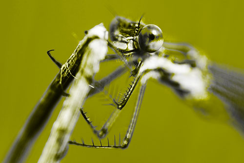 Happy Faced Dragonfly Clings Onto Broken Stick (Yellow Tone Photo)