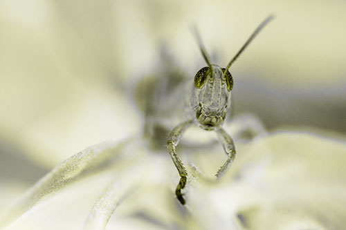 Happy Grasshopper Smiling Among Sneezeweed Leaves (Yellow Tone)