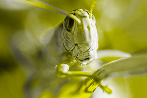 Happy Grasshopper Smiling Among Sunlight (Yellow Tone Photo)