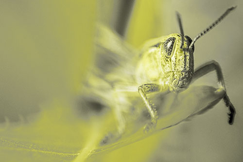 Happy Grasshopper Standing Among Sloping Leaf (Yellow Tone)
