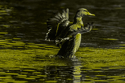 Happy Mallard Duck Flapping Wings Towards Sunshine (Yellow Tone)