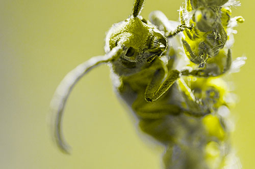 Happy Milkweed Beetle Climbing Fuzzy Plant (Yellow Tone)