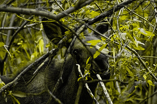 Happy Moose Smiling Behind Tree Branches (Yellow Tone Photo)