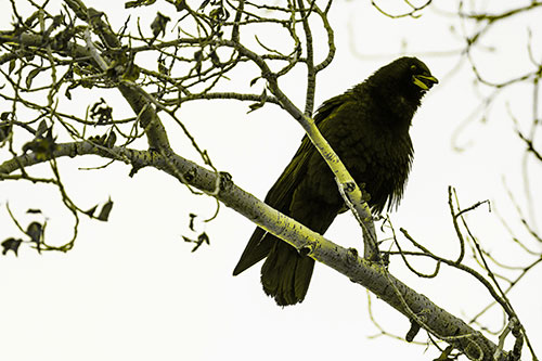 Happy Open Mouthed Crow Cawing (Yellow Tone Photo)