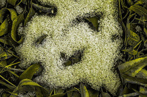 Happy Snow Face Among Dead Twisted Leaves (Yellow Tone Photo)