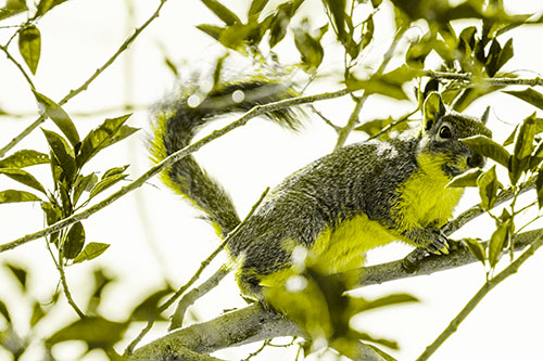 Happy Squirrel With Chocolate Covered Face (Yellow Tone Photo)