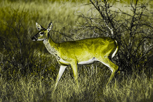 Happy White Tailed Deer Enjoying Stroll Through Grass (Yellow Tone Photo)