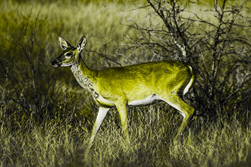 Happy White Tailed Deer Enjoying Stroll Through Grass (Yellow Tone)