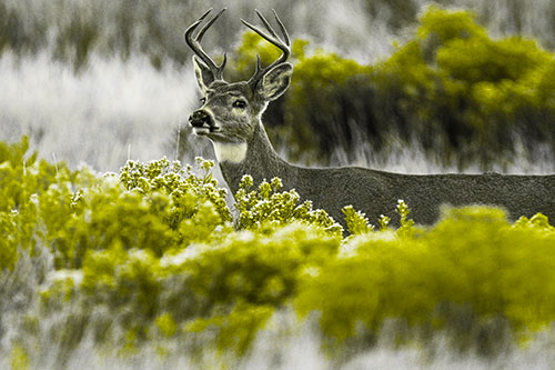 Happy White Tailed Deer Wanders Behind Vegetation (Yellow Tone)