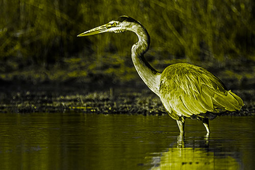 Head Tilting Great Blue Heron Hunting For Fish (Yellow Tone Photo)