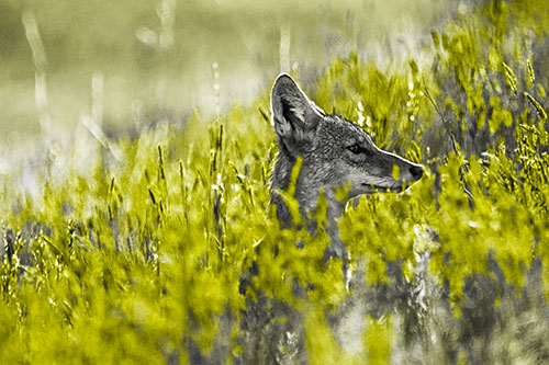 Hidden Coyote Watching Among Feather Reed Grass (Yellow Tone Photo)