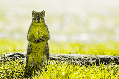 Hind Leg Squirrel Standing Among Grass (Yellow Tone)