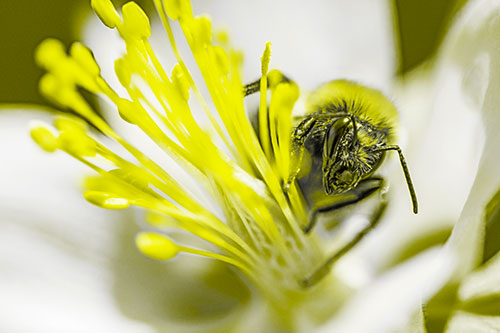 Honey Bee Crawling Among Columbine Flower (Yellow Tone)