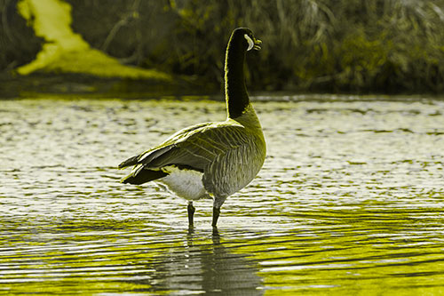 Honking Canadian Goose Standing Among River Water (Yellow Tone Photo)