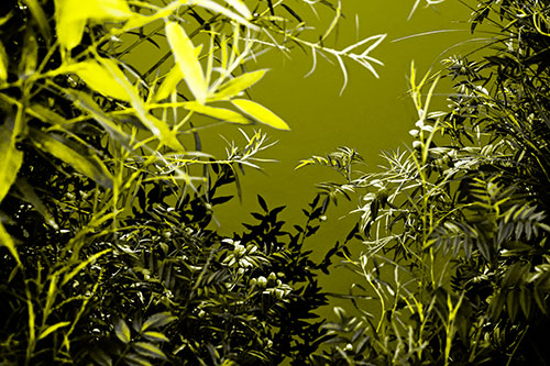 Horde Of Fern Plants Descending Into River Water (Yellow Tone)