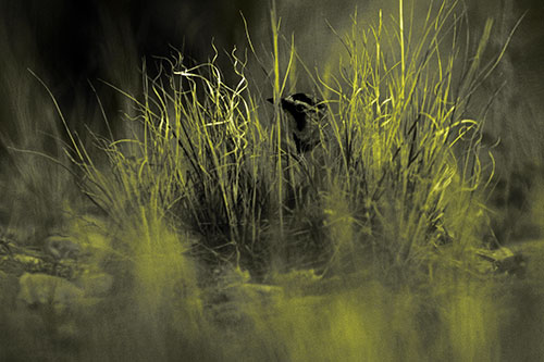 Horned Lark Hiding Among Grass (Yellow Tone Photo)