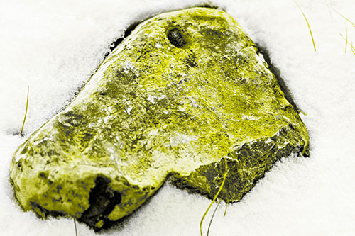 Horse Faced Rock Imprinted In Snow (Yellow Tone Photo)
