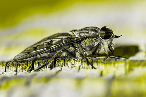 Horse Fly Resting Among Cracked Wood (Yellow Tone)