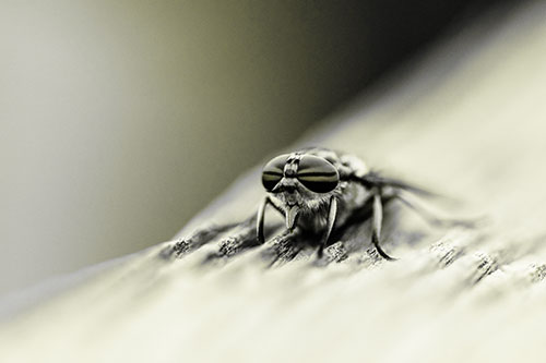 Horse Fly Resting Among Grooved Wood (Yellow Tone)