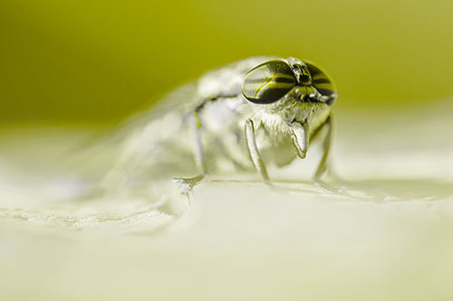 Horse Fly Sticking Tongue Out Among Sunlight (Yellow Tone)