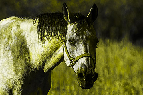Horse Making Eye Contact (Yellow Tone Photo)