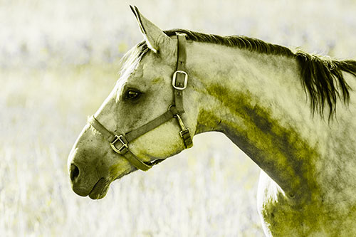 Horse Wearing Bridle Among Sunshine (Yellow Tone Photo)