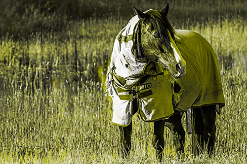 Horse Wearing Coat Atop Wet Grassy Marsh (Yellow Tone Photo)