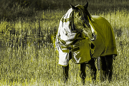 Horse Wearing Coat Atop Wet Grassy Marsh (Yellow Tone)