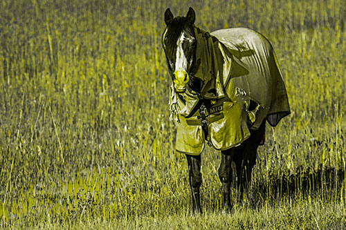 Horse Wearing Coat Standing Along Marsh (Yellow Tone Photo)