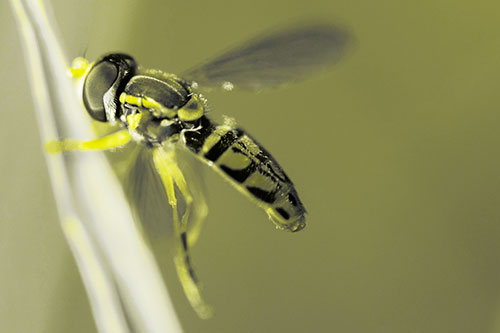 Hoverfly Hugs Grass Blade (Yellow Tone Photo)