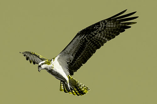 Hovering Osprey Hawk Looking For Fish Below (Yellow Tone)