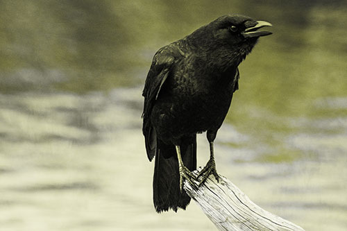 Hunched Over Crow Cawing Atop Broken Tree Log (Yellow Tone)