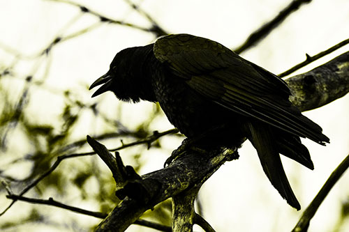 Hunched Over Crow Cawing Atop Tree Branch (Yellow Tone Photo)