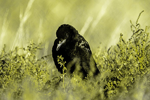 Hunched Over Raven Among Dying Plants (Yellow Tone Photo)