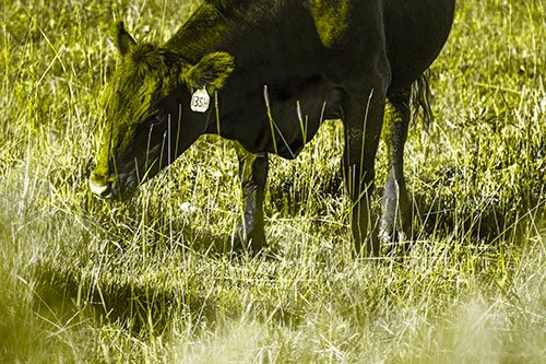Hungry Cow Enjoying Grassy Meal (Yellow Tone Photo)