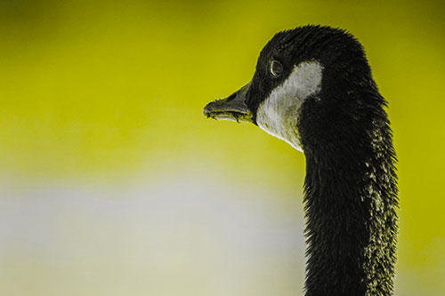 Hungry Crumb Mouthed Canadian Goose Senses Intruder (Yellow Tone Photo)