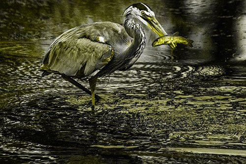 Hungry Great Blue Heron Spears Through Trout Fish (Yellow Tone)