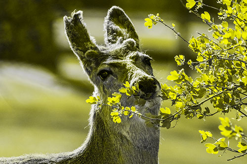 Hungry Lone Mule Deer Chewing Tree Leaves (Yellow Tone)