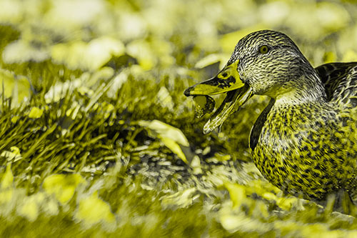 Hungry Mallard Duck Devours Cherry (Yellow Tone)