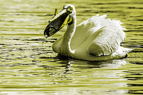 Hungry Pelican Captures Salamander For Breakfast (Yellow Tone)