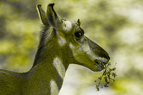 Hungry Pronghorn Gobbles Leafy Plant (Yellow Tone Photo)