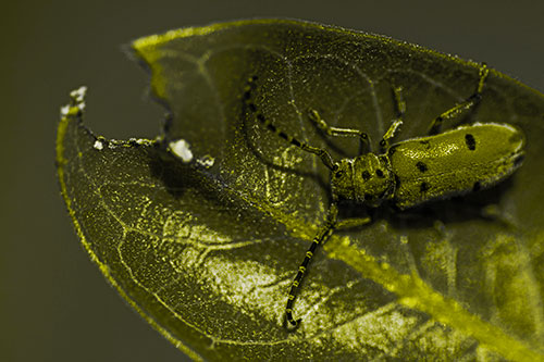 Hungry Red Milkweed Beetle Rests Among Chewed Leaf (Yellow Tone)