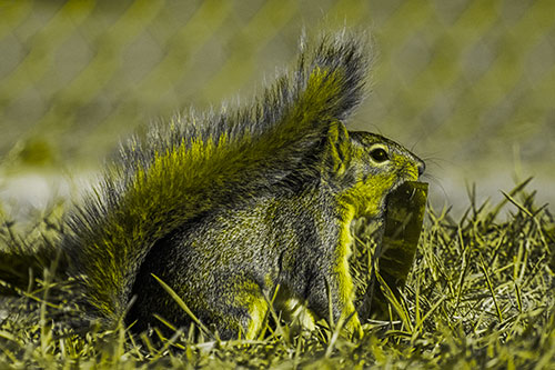 Hungry Squirrel Chews Watermelon Among Grass (Yellow Tone)