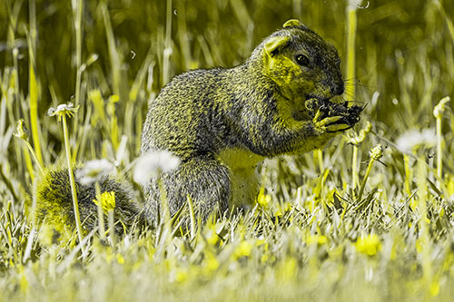 Hungry Squirrel Feasting Among Dandelions (Yellow Tone Photo)