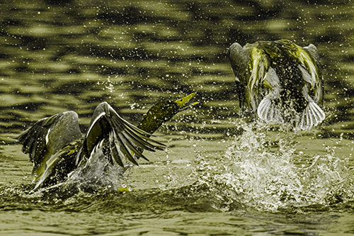 Hyper Water Splashing Mallard Ducks Playing Among Lake (Yellow Tone)