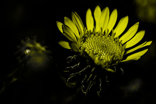 Illuminated Gumplant Flower Surrounded By Darkness (Yellow Tone Photo)