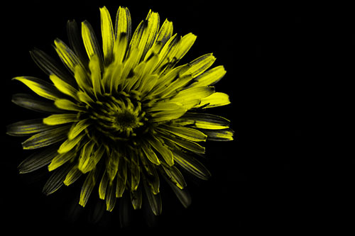 Illuminated Taraxacum Flower In Darkness (Yellow Tone Photo)